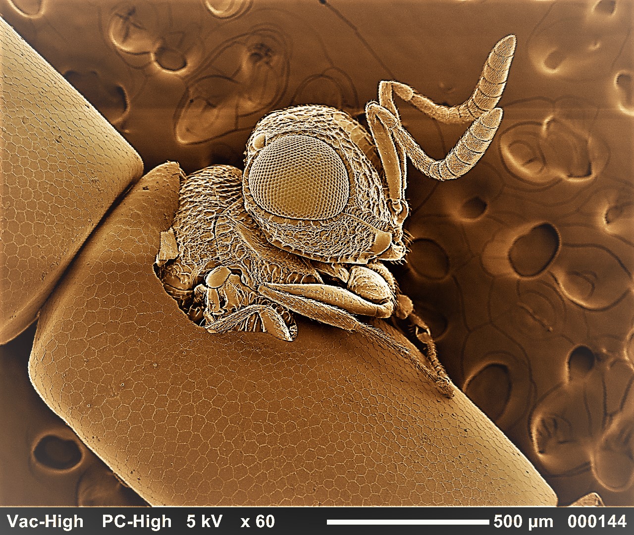 Individuazione nei territori di origine di antagonisti naturali di organismi alieni nocivi