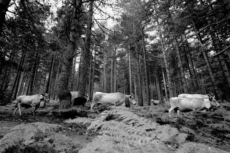 Innovazione Tecnologica per una Filiera Agroalimentare Sostenibile e di Qualità: progetto FRASCA