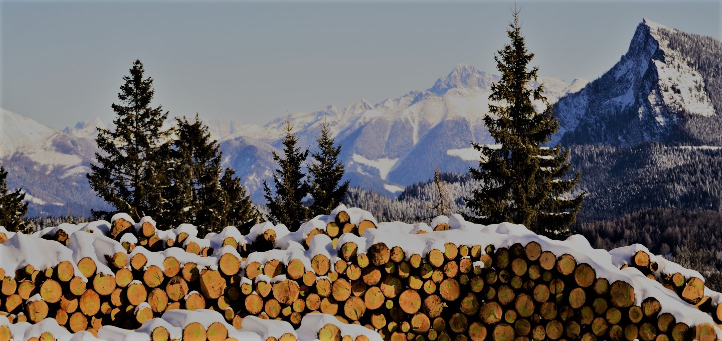 Foreste e Legno