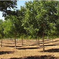 Arboricoltura da legno