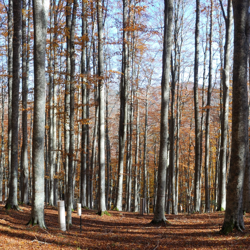 Monitoraggio degli ecosistemi forestali
