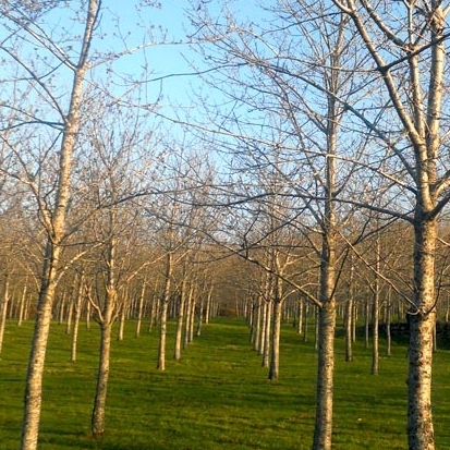 Miglioramento genetico forestale e biodiversità