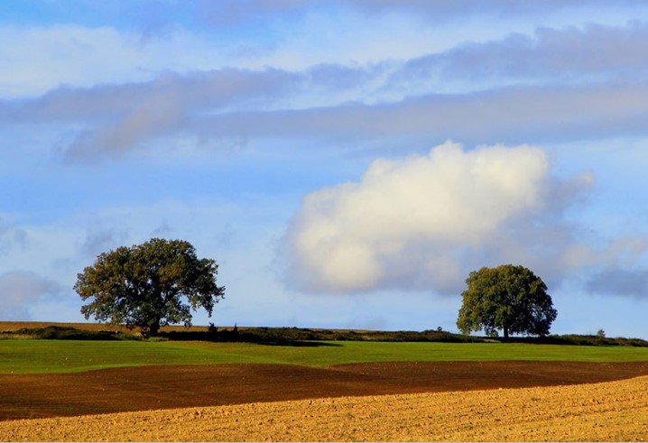L’Agricoltura pugliese conta 2023