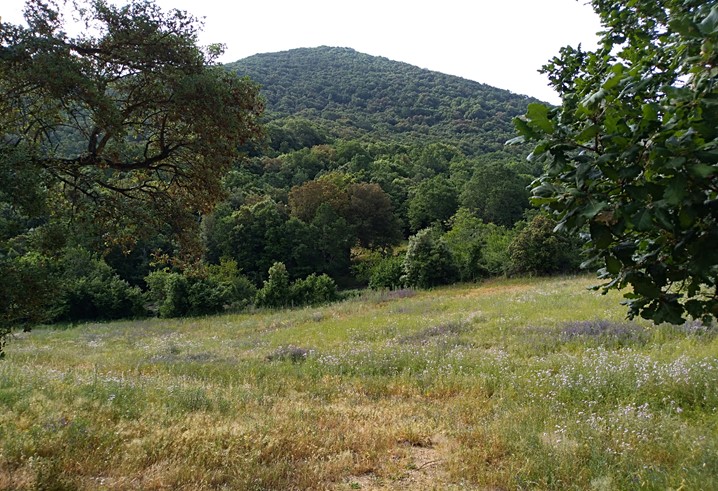 Al via le attività del Progetto ForestValue2, recentemente lanciato, con la partecipazione del MASAF e del CREA