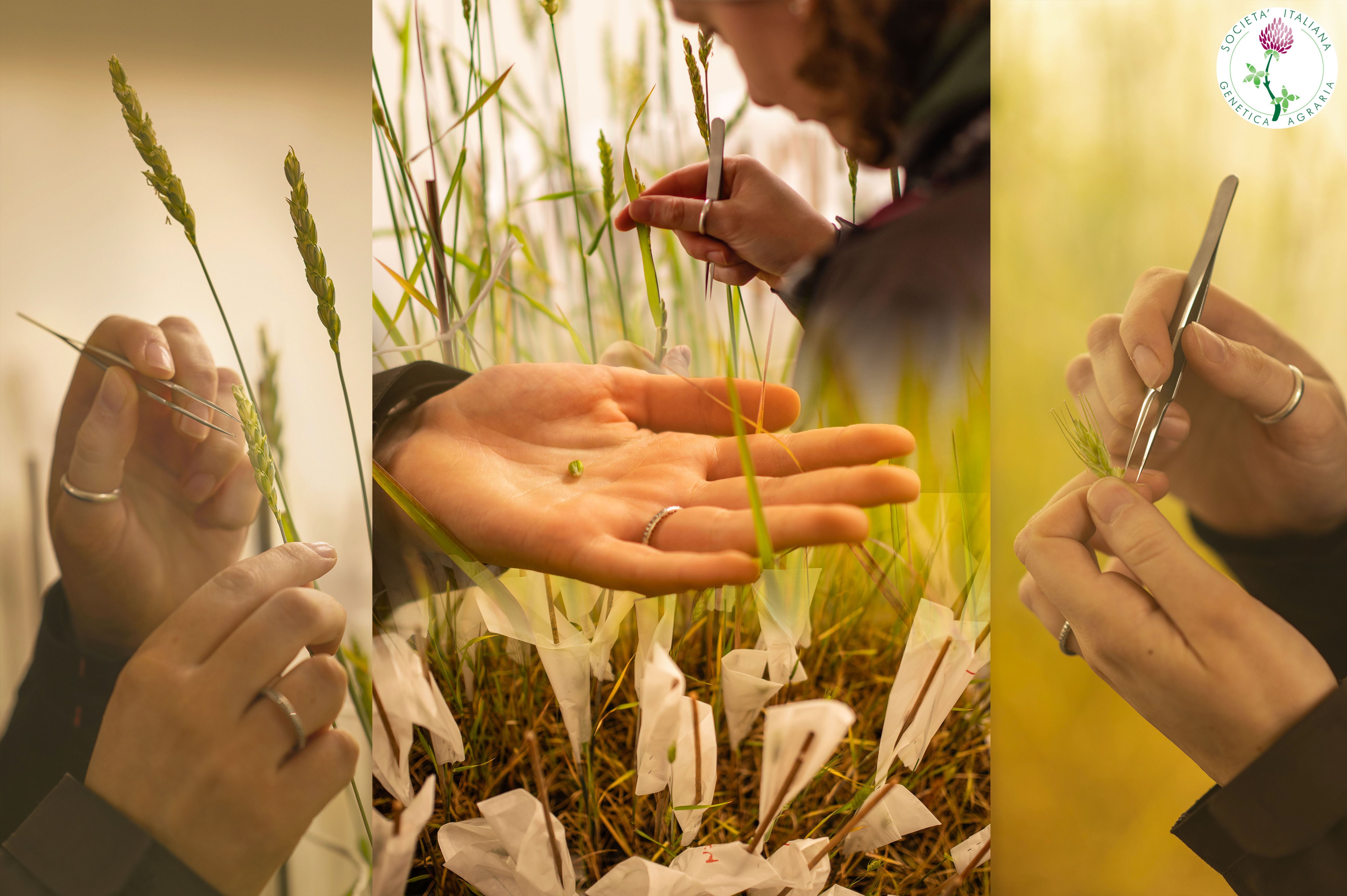 La foto "Next generation Breeder" premiata dalla Societ&agrave; Italiana di Genetica Agraria