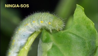 NINGIA-SOS