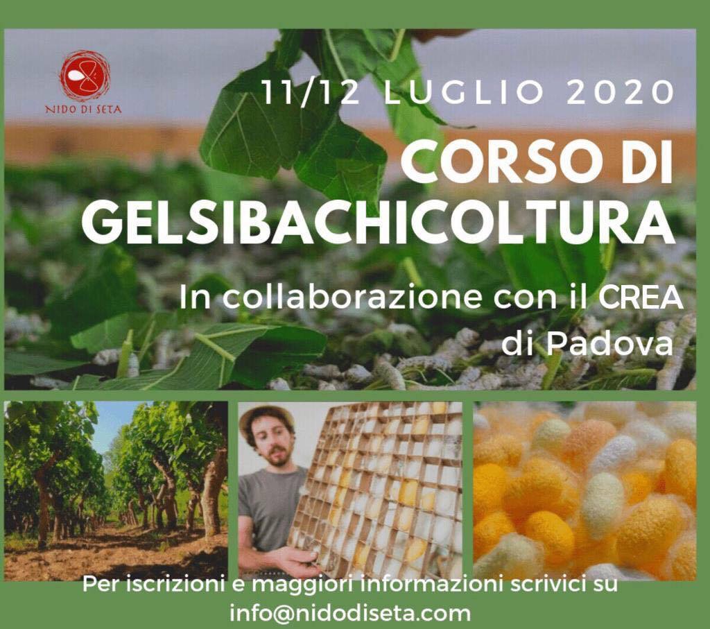 Corso di Gelsibachicoltura
