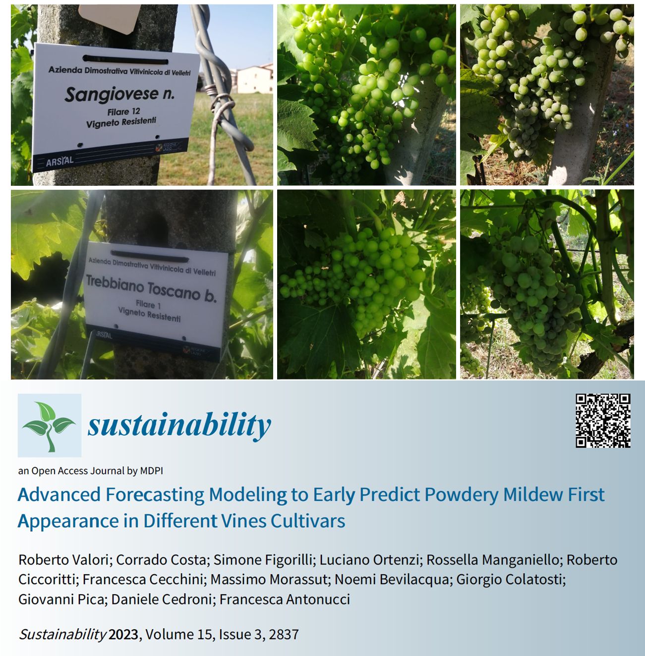 Un modello statistico per la previsione anticipata dell’oidio della vite