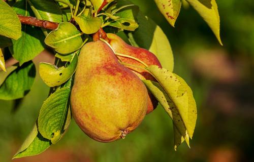 Progetto ESPERA &ldquo;Economia circolare e sostenibilit&agrave; della filiera della pera IGP del Mantovano&rdquo;