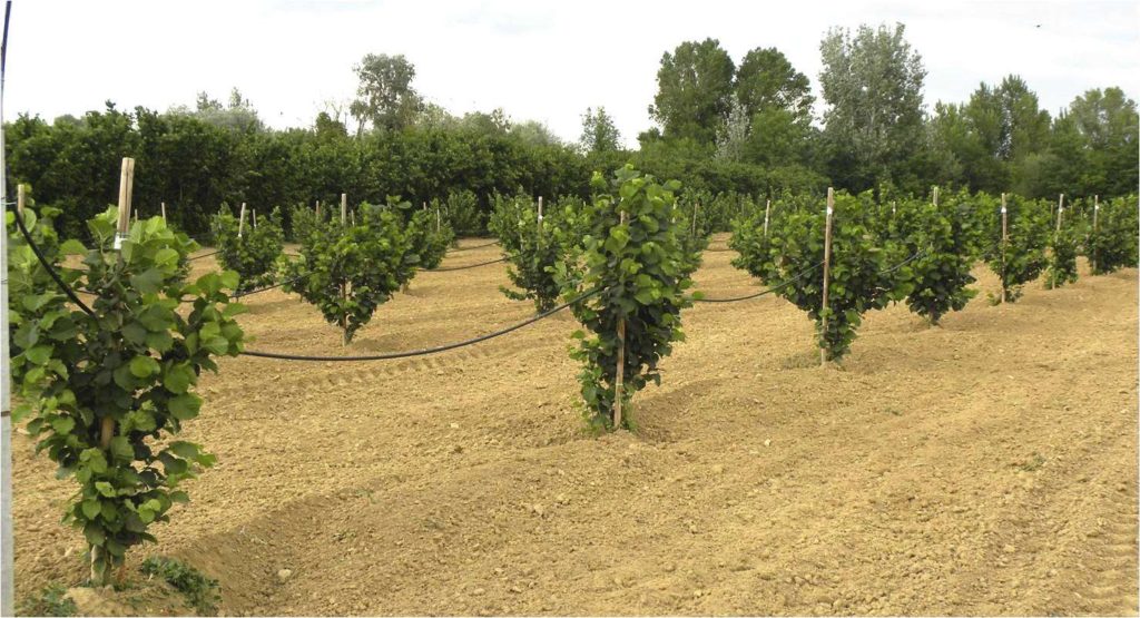 Dal CREA e C.P.N. un metodo ecologico per la coltura delle nocciole: in via di sperimentazione un sistema che riduce la deriva dei trattamenti fitosanitari nei noccioleti