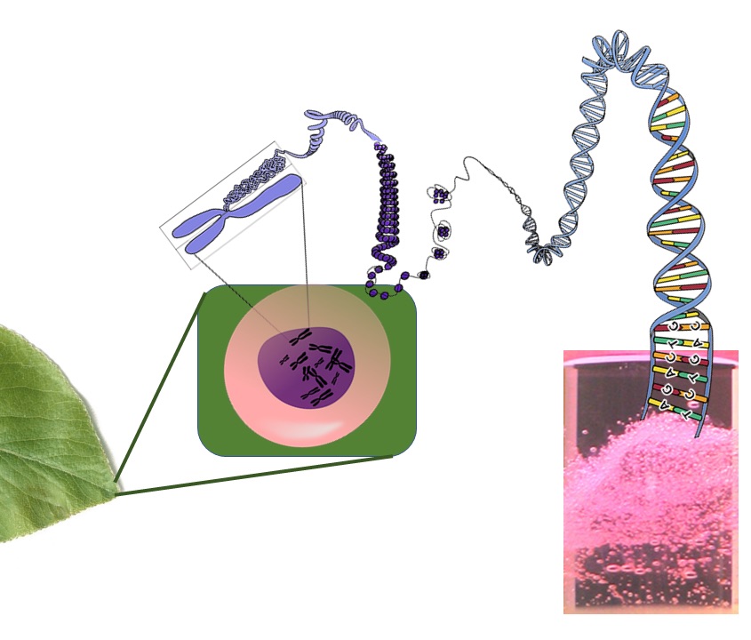 Genomica e bioinformatica