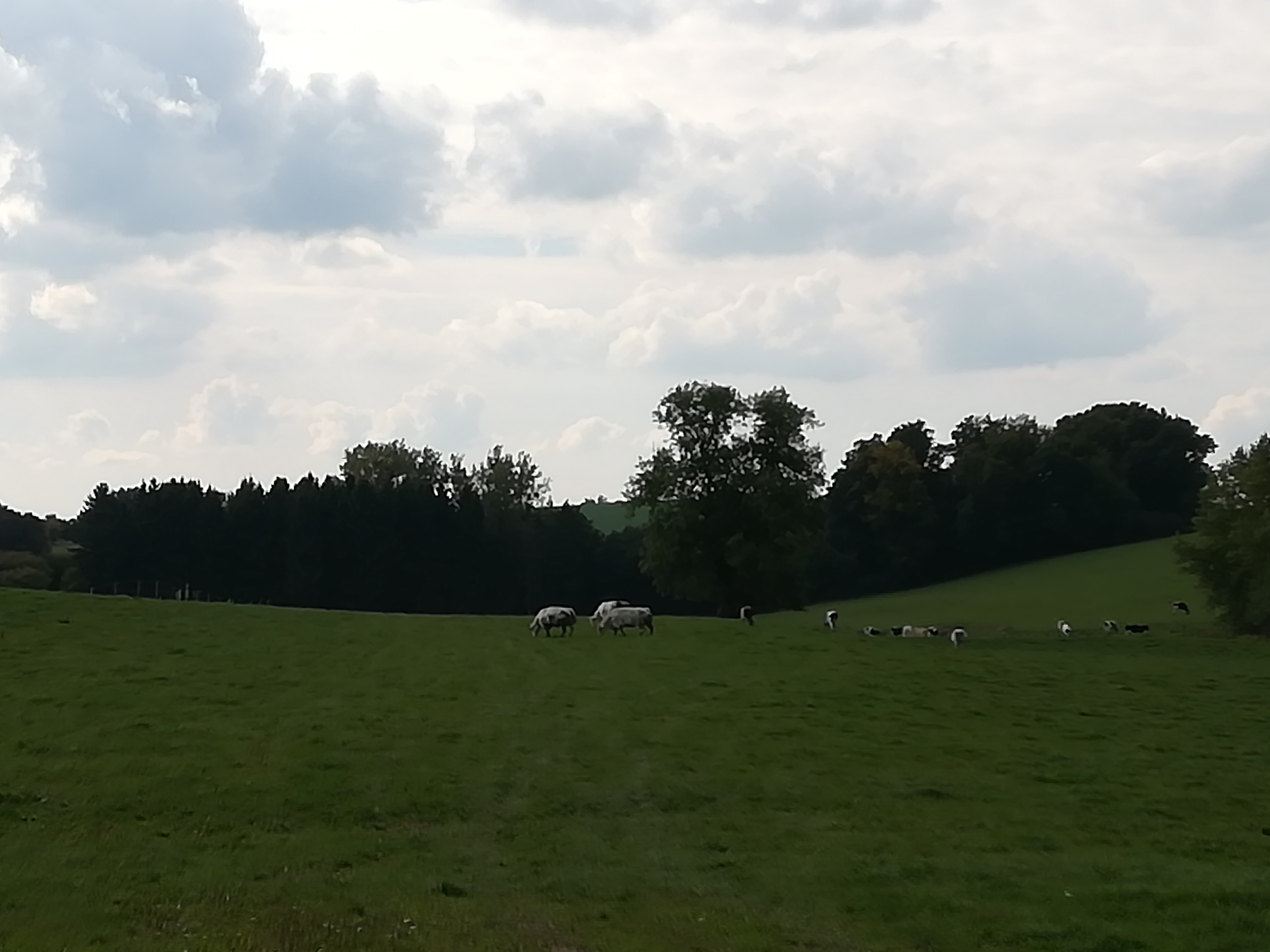 Sustainability of animal production and organic milk production, (Lodi)