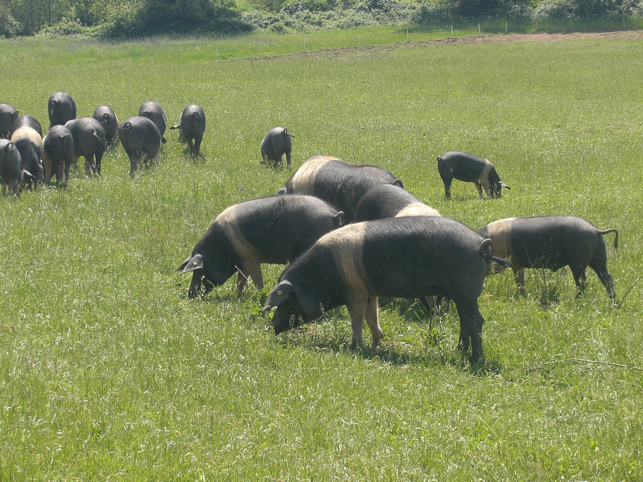 Pig farming systems and livestock effluent recycling (Modena)