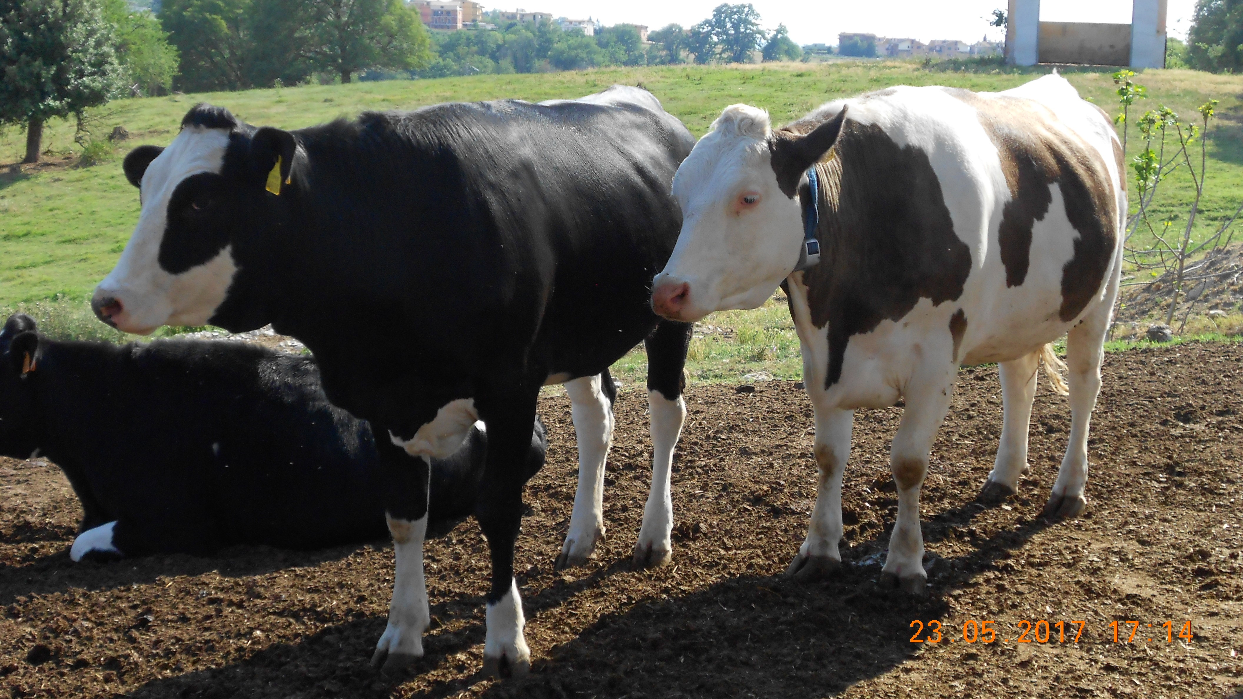 Animal nutrition and sustainability (Monterotondo)