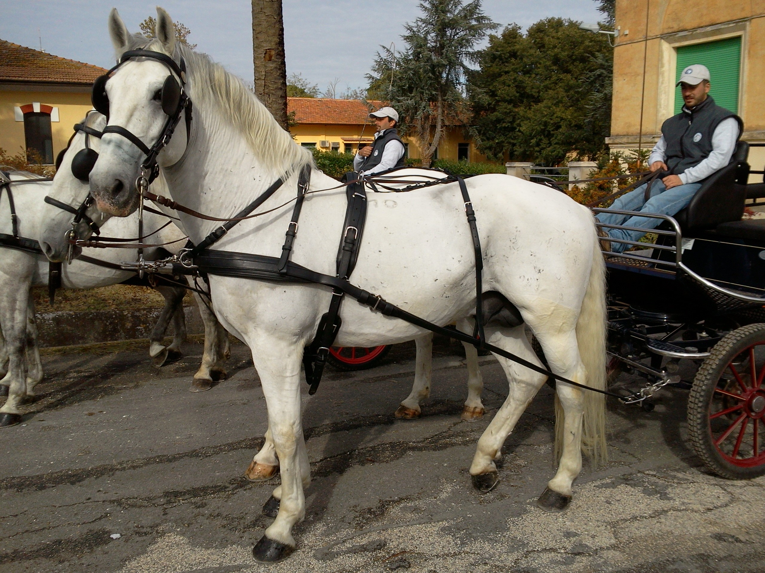 Italian State Stud of Lipizzan Horses (ASCAL) (Monterotondo)