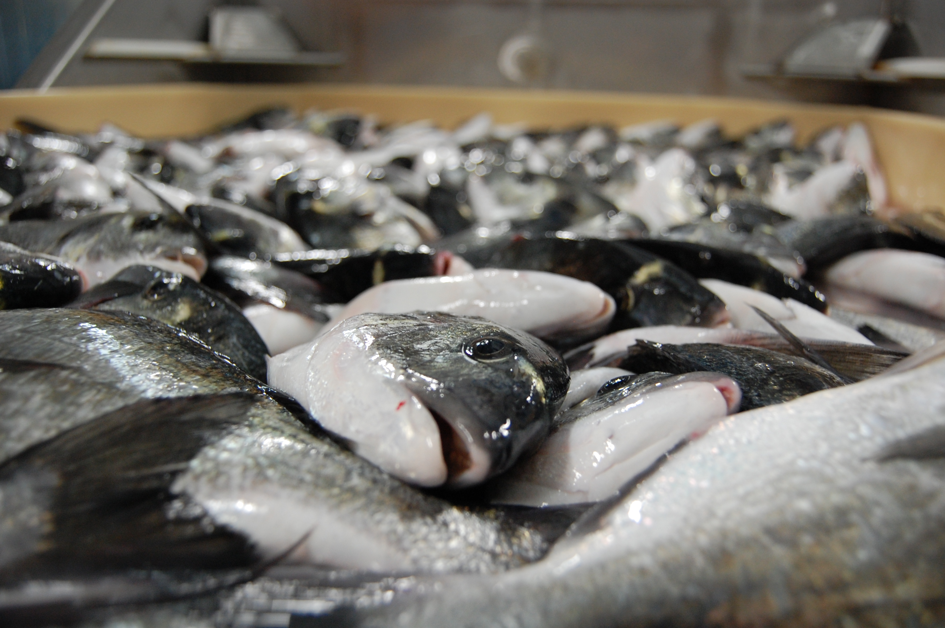 Aquaculture (Monterotondo)