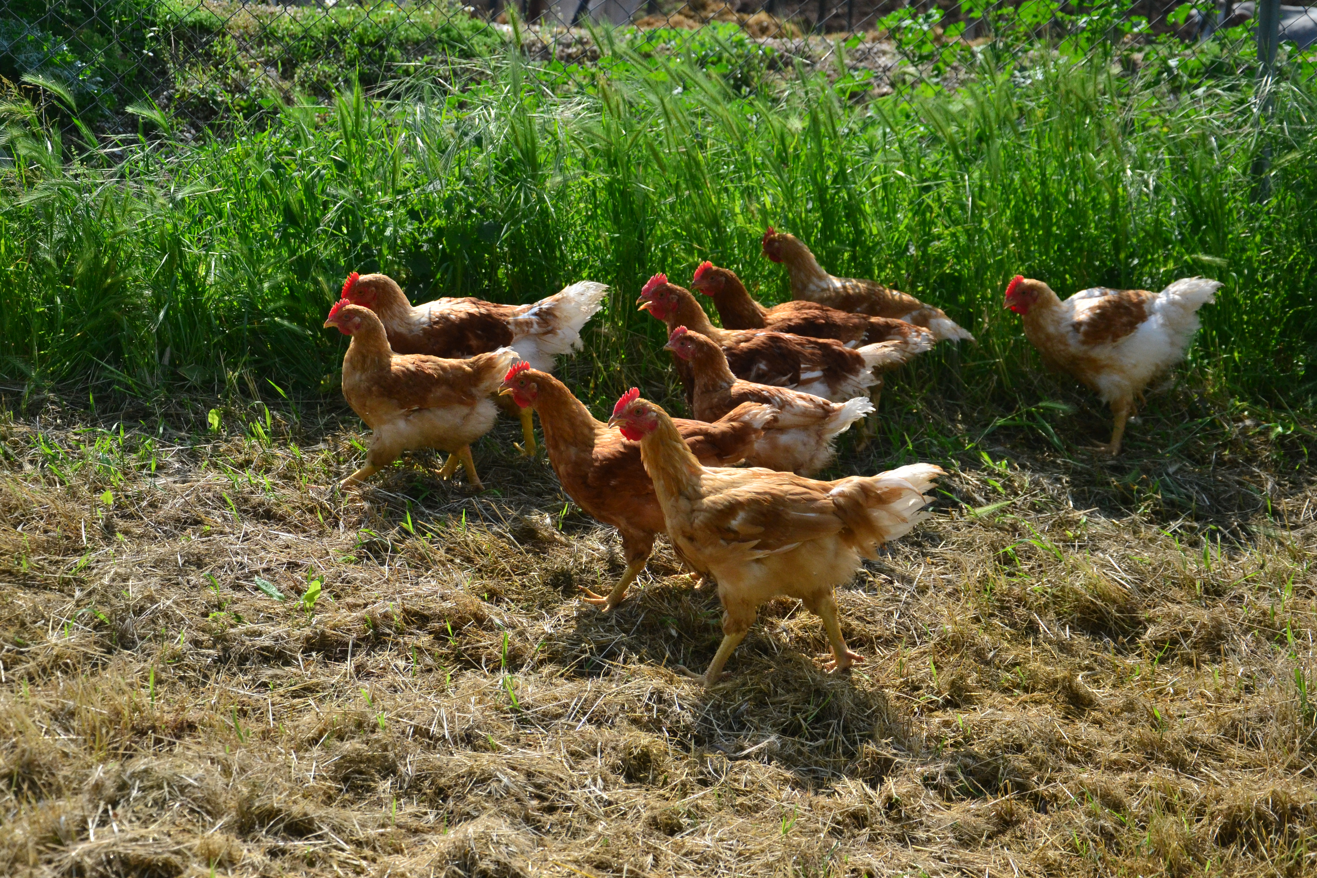 Organic poultry and rabbit production (Monterotondo)