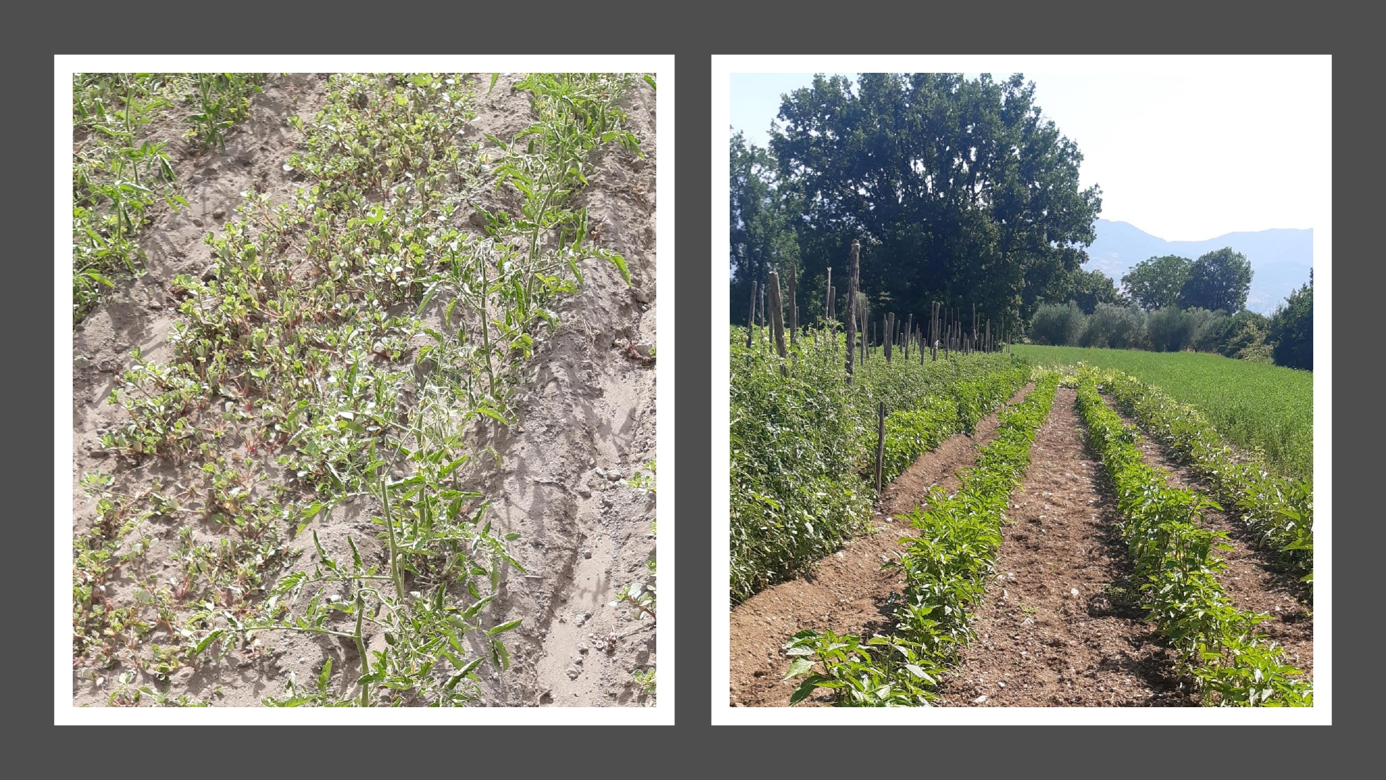 7&deg; appuntamento con i corsi di formazione online per agricoltori custodi dell'agro biodiversit&agrave; erbacea campana