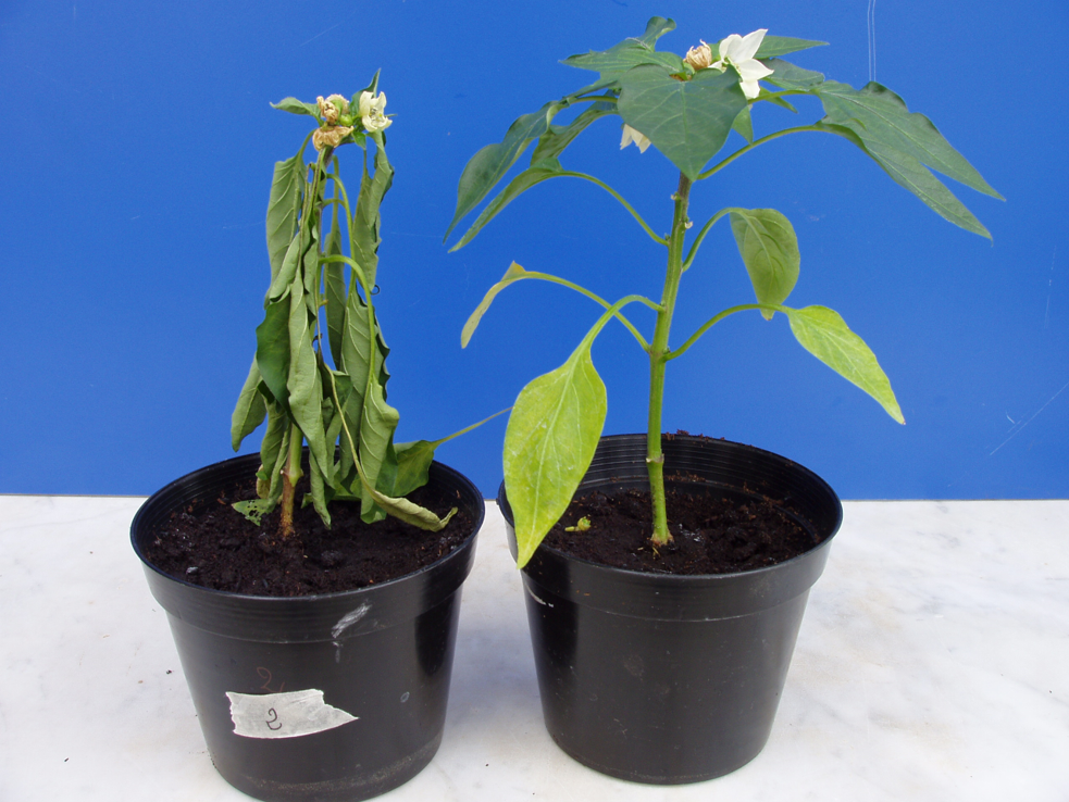 Difesa ecocompatibile