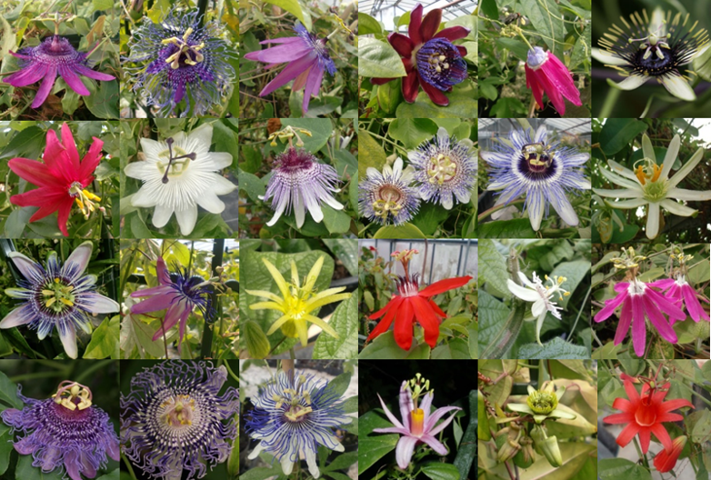 Miglioramento genetico e valorizzazione della biodiversità